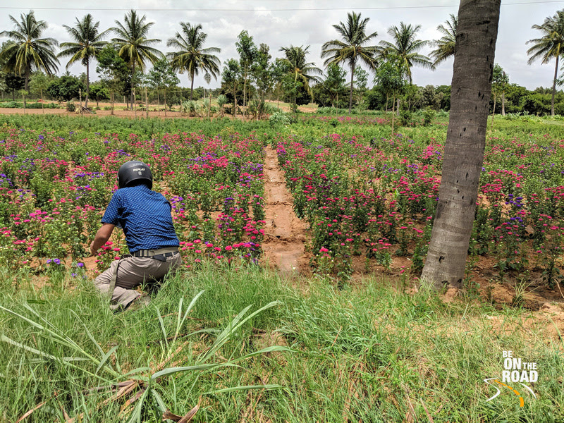 Clicking the gorgeous Chrysanthemum flower gardens of Rural Karnataka