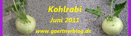 Garten-Koch-Event Juni 2011: Kohlrabi [30.06.2011]