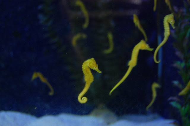 cancun_isla_mu_seahorse