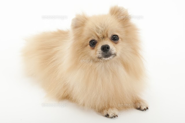 最高の犬 伏せ イラスト 無料イラスト画像