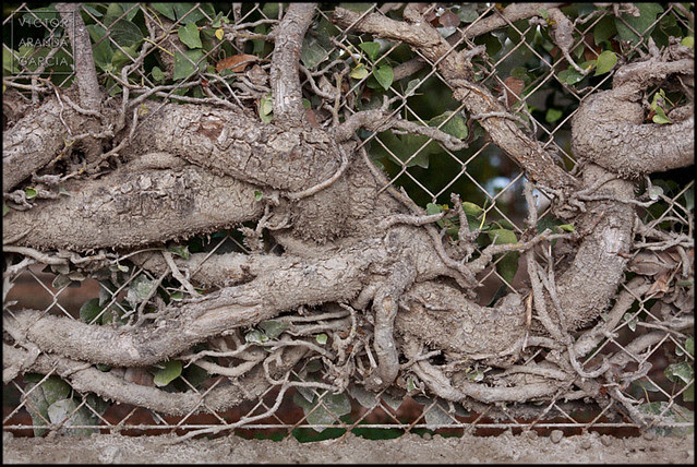 Enredadera (Bétera 2010)
