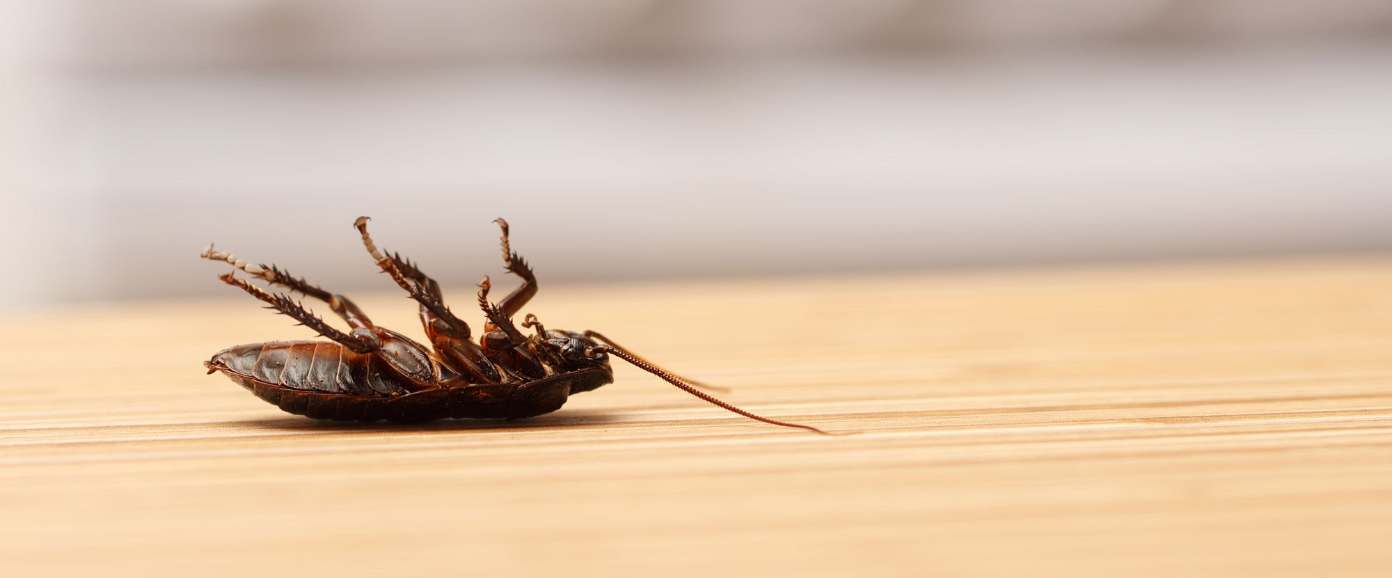 Wildlife And Pest Control Near Me | Pest Control