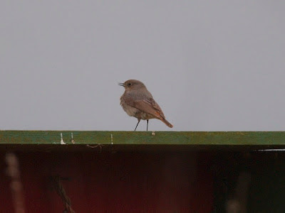 Black Redstart