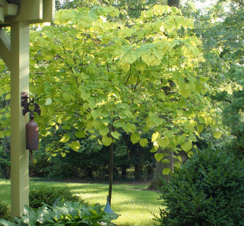 Hearts Of Gold Redbud Cercis Canadensis Scott Arboretum