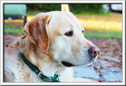dog2-web