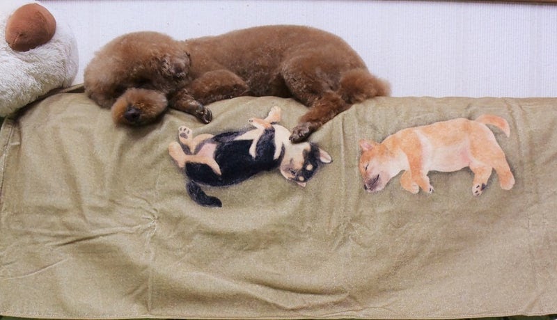 [最も人気のある！] 子犬 寝 てる 296861 Freemuryoy7fjpf