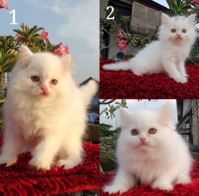 Jual Kucing British Shorthair Palembang 81021+ Nama Untuk Kucing