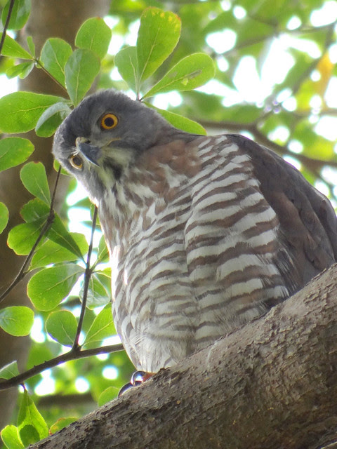鳳頭蒼鷹/無限台南