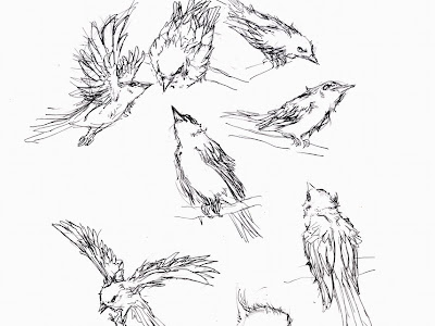 リアル 鳥 イラスト 書き方 の最高のコレクション ただのディズニー画像