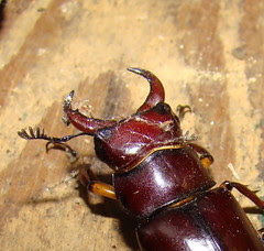 top view RBstag