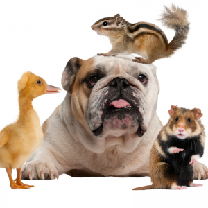 pets