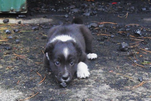 Puppy