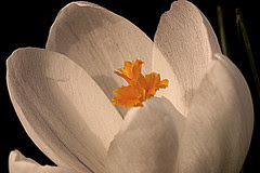 crocus3