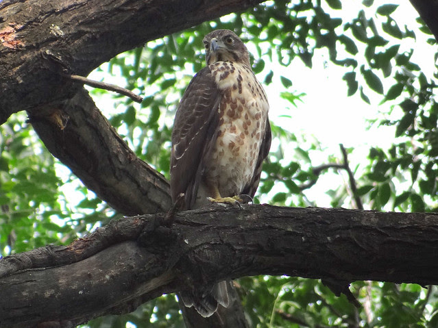 鳳頭蒼鷹/無限台南