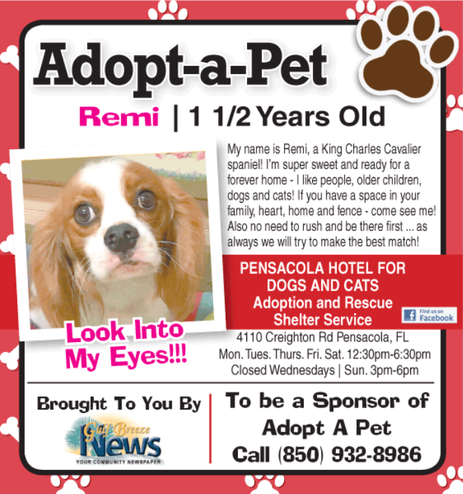 Pensacola Hotel For Dogs And Cats Adoption And Rescue Shelter Service