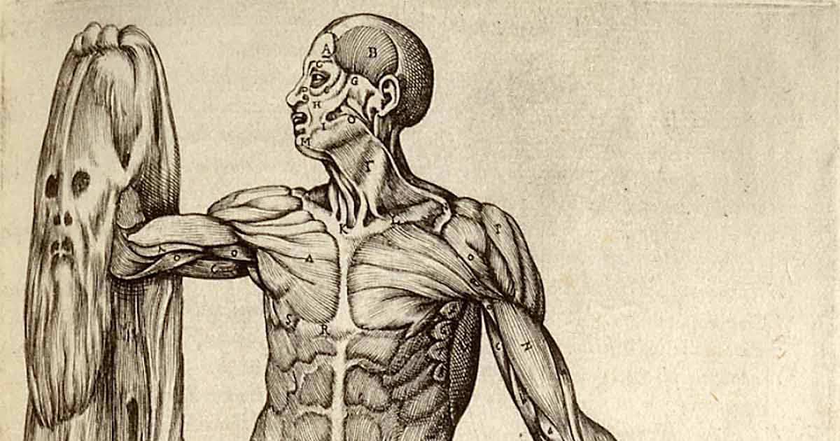 Anatomical Drawings Of The Human Body - Anatomical Drawing High