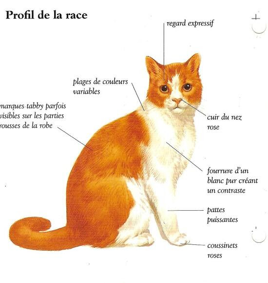 Chat Persan Roux Et Blanc