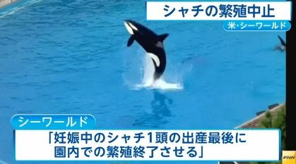 すべての花の画像 新鮮なシャチ 水族館 事故