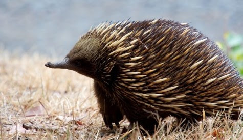 What Animal Is Knuckles - petfinder