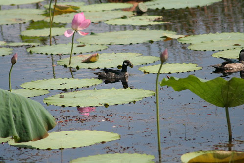 Grebe Fogg Dam