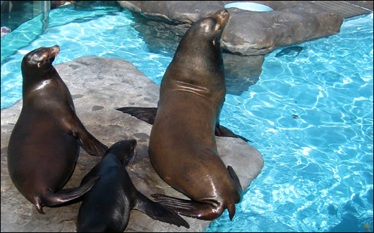 上野動物園 アシカ