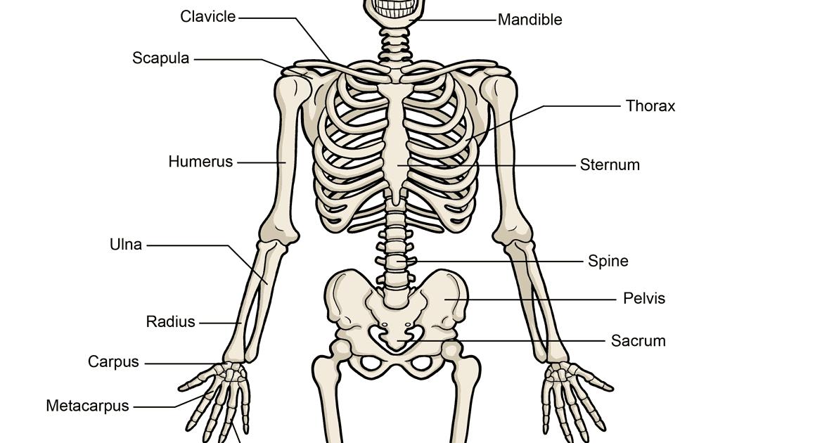 Схема скелета человека рисунок
