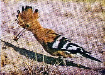 Pg12-2, AFRICAN HOOPOE