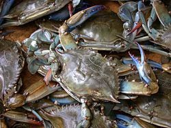 The Ultimate Fishing Blog: Blue Crab Facts