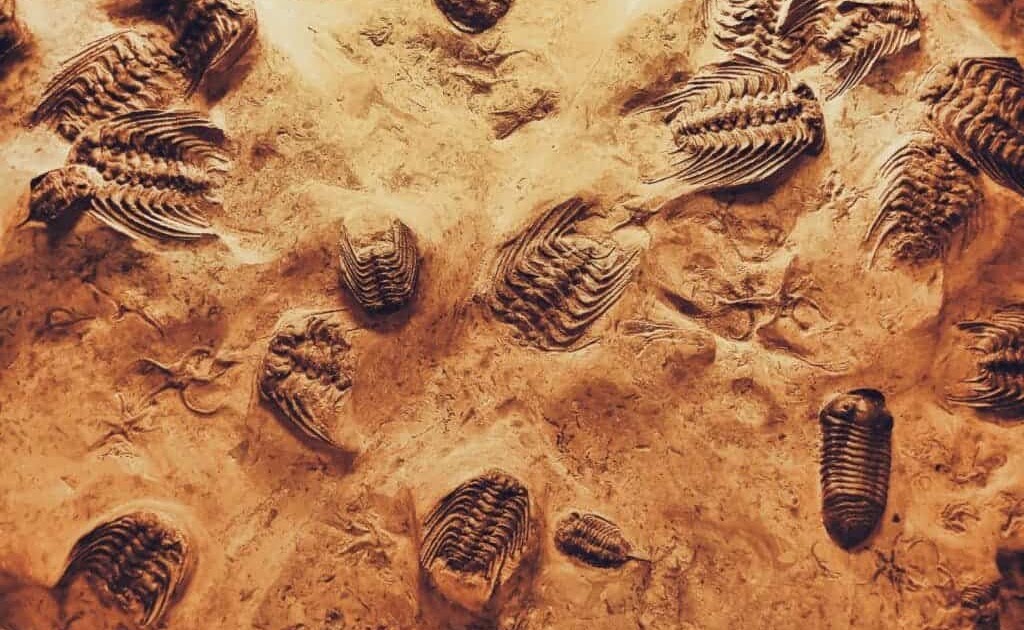 fighting fossils