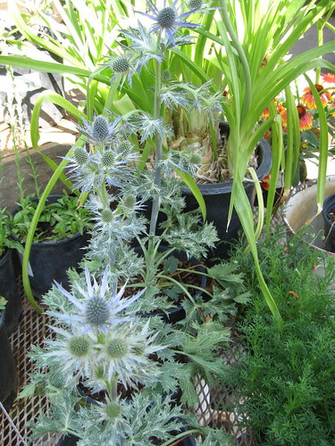 Big Blue Sea Holly