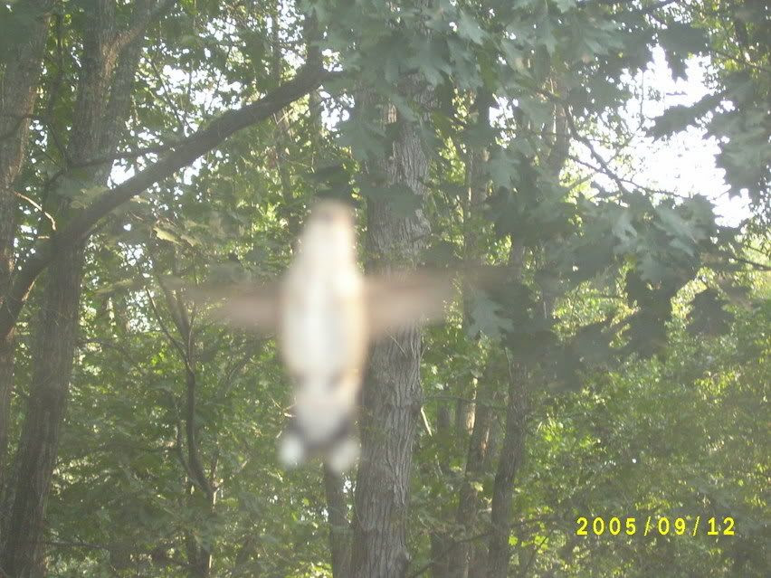 Hummingbird posing for the camera