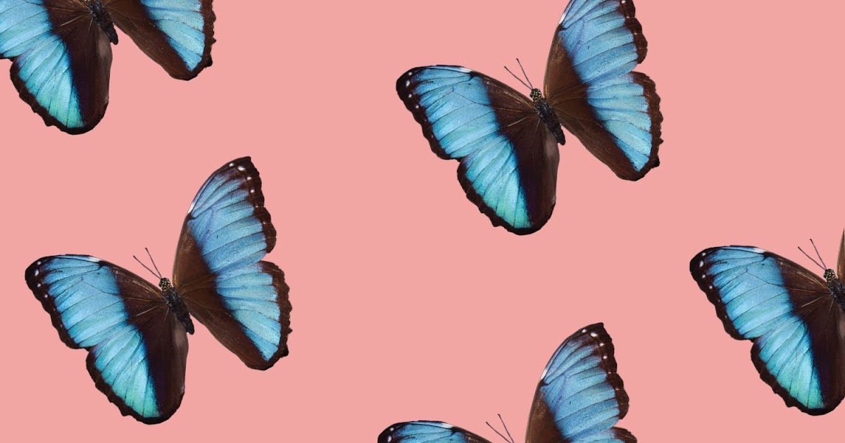 Blue Butterfly Wallpaper Aesthetic With White Background - Download