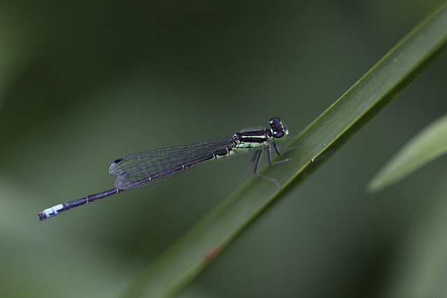 damsel fly2