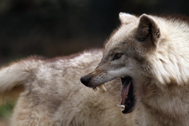 Wolf Snarling Side View / Wolf Snarl Drawing at GetDrawings | Free
