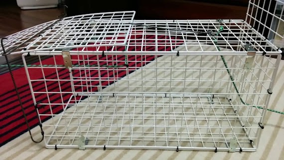 美しい 猫 捕獲器 自作 ダンボール アマゾンブックのポスト
