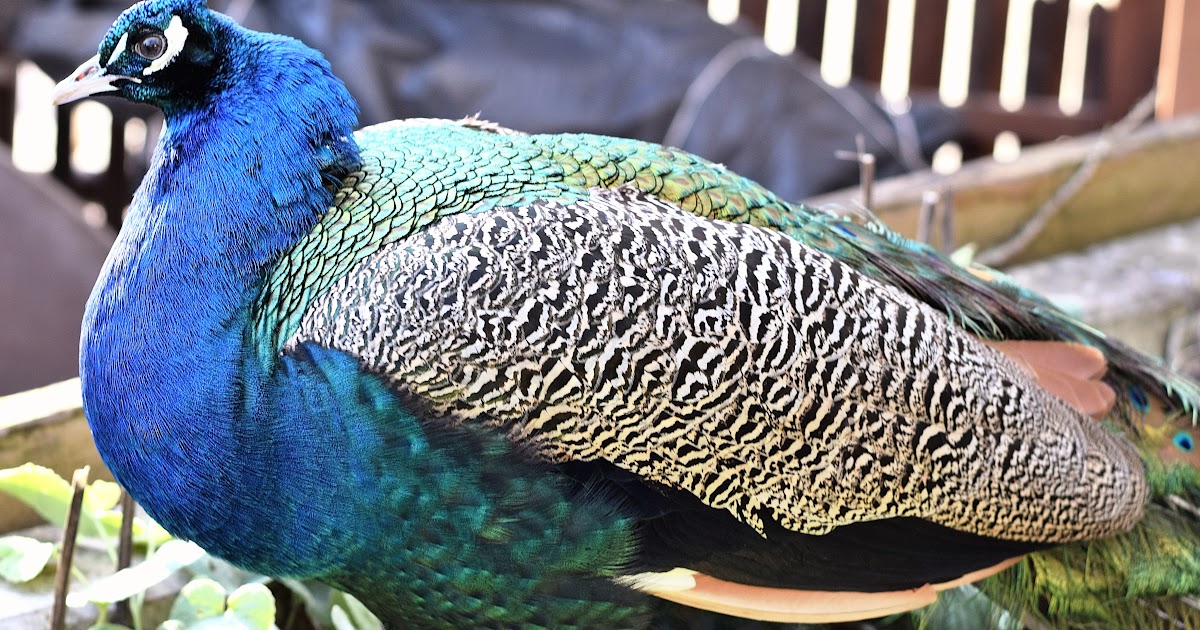 13+ Gambar Ragam Hias Fauna Burung Merak - Sugriwa Gambar