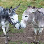 Vosges : deux ânes laissés sans soins dans un parc d'Oncourt