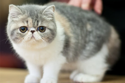 8 Jenis Baka Kucing Paling Mahal Di dunia Saja Kongsi