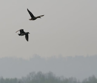 coppia in volo