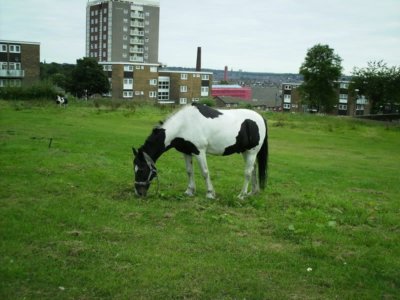 Free Equine therapy…