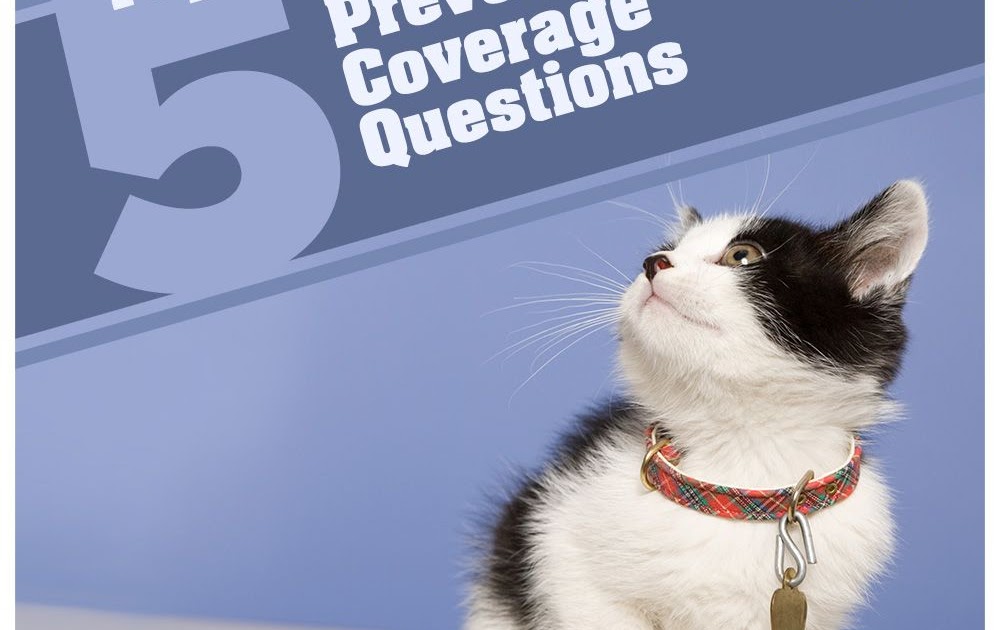 Pet Insurance That Covers Preventive Care / Spot Pet