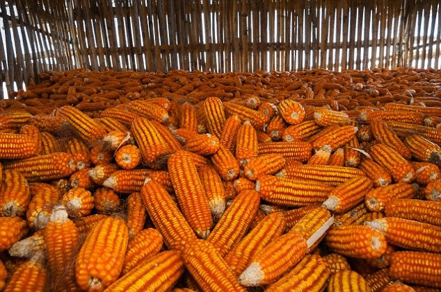 The world is expected to need 50 per cent more food by 2050, with around four billion more mouths to feed. But this food could soon be in short supply due to increasing temperatures and ozone pollution, according to a U.S. study