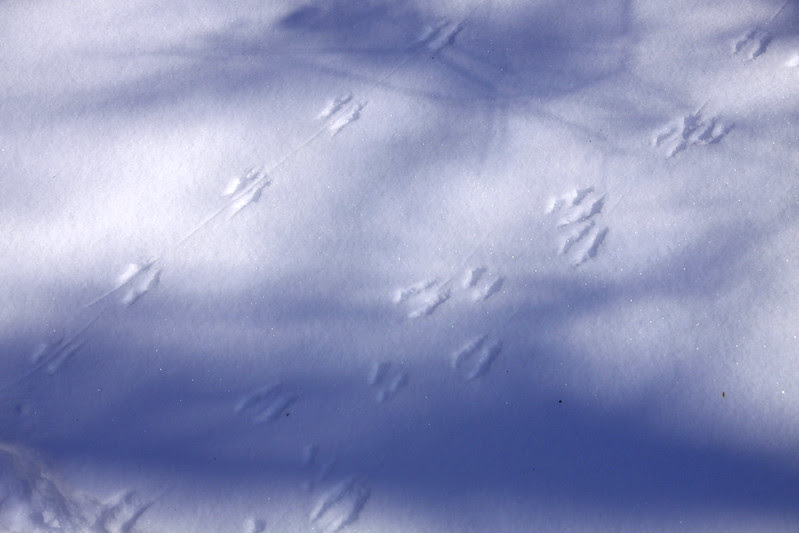 mouse tracks