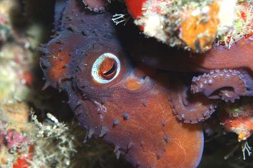 Octopus