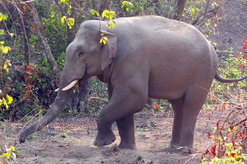 A wild tusker on the move...