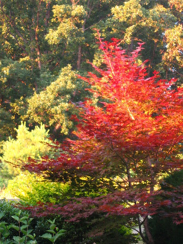 Japanese Maple