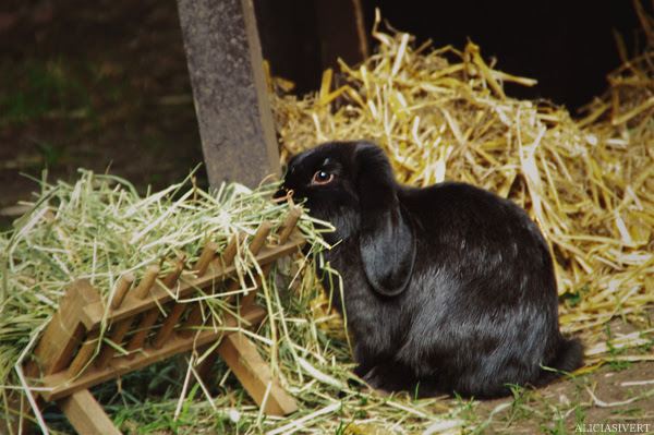 aliciasivert alicia sivertsson skansen kanin bunny rabbit