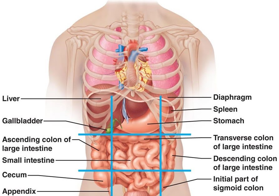 Picture Of What Is Under Your Rib Cage Left Side Pain Under Rib Cage