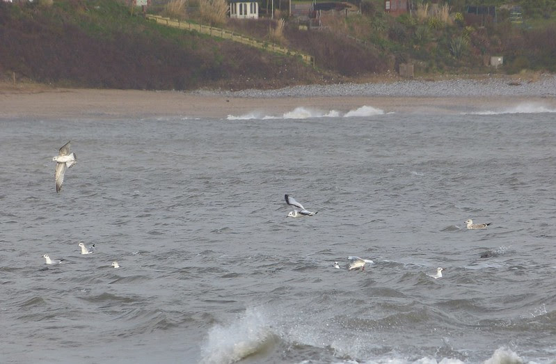 P1060739 - Gull Flock, Port Eynon