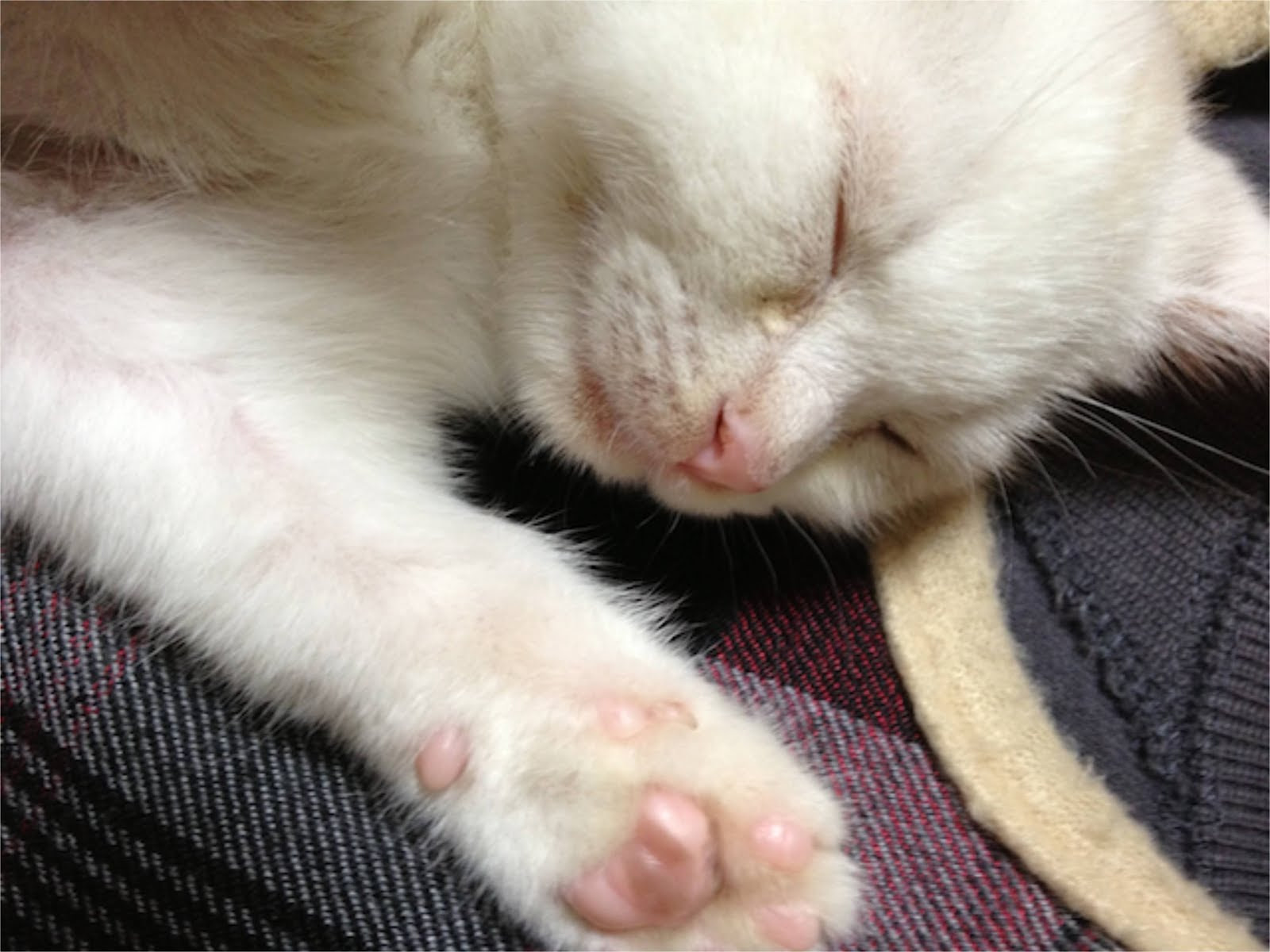 ベスト猫 肉球 白い 最高の花の画像